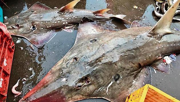 Officials from Maharashtra fisheries department said they were cancelling licences of fishing trawlers and large vessels involved in the shark fin trade.(Ganesh Nakhawa)