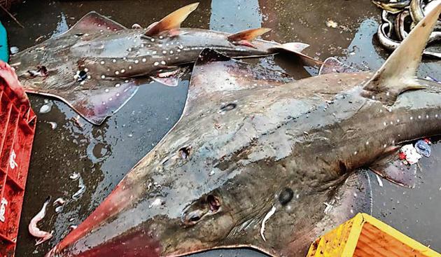 A fishermen’s welfare association group has said the city is a hub for illegal export of shark fin. (In pic) Guitarfish, a protected shark species at Sasoon Docks. (Ganesh Nakhawa) A fishermen’s welfare association group has said the city is a hub for illegal export of shark fin. (In pic) Guitarfish, a protected shark species at Sasoon Docks. (Ganesh Nakhawa)