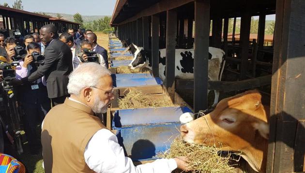 Prime Minister Narendra Modi in gifts cows to 200 households in Rweru model village in Bugesera, Rwanda. (ANI Photo) Prime Minister Narendra Modi in gifts cows to 200 households in Rweru model village in Bugesera, Rwanda. (ANI Photo)