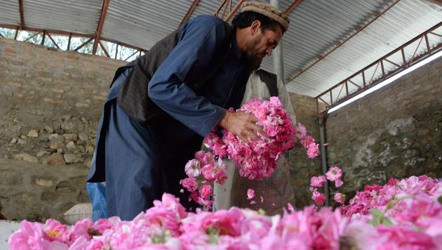 Afghan men fill a plastic bag with rose petals in the Dara-i-Noor district of Nangarhar province. The sweet smelling crop is providing farmers in Nangarhar province with a viable alternative to growing opium poppies, the sale of which has fuelled the conflict raging across the country. The carefully plucked petals are turned into rose water and oils for sale around the world. (Noorullah Shirzada / AFP) Afghan men fill a plastic bag with rose petals in the Dara-i-Noor district of Nangarhar province. The sweet smelling crop is providing farmers in Nangarhar province with a viable alternative to growing opium poppies, the sale of which has fuelled the conflict raging across the country. The carefully plucked petals are turned into rose water and oils for sale around the world. (Noorullah Shirzada / AFP)