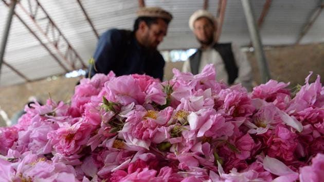 Men fill a sack with rose petals in the Dara-i-Noor district of Nangarhar province. Khan Agha, a representative for Afghan Rose Ltd said that they have solid contracts with the farmers who grow roses asking them to stop cultivating poppy and other types of narcotics, and the places where they grow roses are all clean from poppy 100 percent. (Noorullah Shirzada / AFP) Men fill a sack with rose petals in the Dara-i-Noor district of Nangarhar province. Khan Agha, a representative for Afghan Rose Ltd said that they have solid contracts with the farmers who grow roses asking them to stop cultivating poppy and other types of narcotics, and the places where they grow roses are all clean from poppy 100 percent. (Noorullah Shirzada / AFP)
