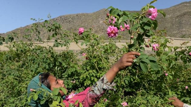 Unlike poppies, roses do not require watering, fertiliser or care. Rose trees are also more durable, lasting 30 to 50 years, compared with poppies, which must be planted every season. The farmers grow a variety known as Damask roses, which were brought from Bulgaria by the Germans but are endemic to Afghanistan, said Mohammad Akbar Mohmand, the owner of Afghan Rose Ltd. (Noorullah Shirzada / AFP) Unlike poppies, roses do not require watering, fertiliser or care. Rose trees are also more durable, lasting 30 to 50 years, compared with poppies, which must be planted every season. The farmers grow a variety known as Damask roses, which were brought from Bulgaria by the Germans but are endemic to Afghanistan, said Mohammad Akbar Mohmand, the owner of Afghan Rose Ltd. (Noorullah Shirzada / AFP)