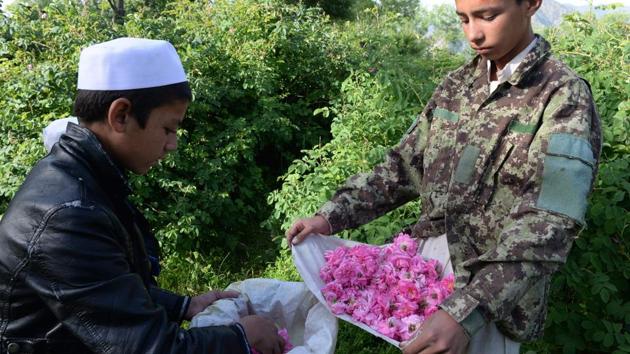 Opium is big business in Afghanistan, where Nangarhar is the sixth biggest poppy-producing province. The area is rife with fighters belonging to the Islamic State group (IS), which emerged in Afghanistan by the end of 2014 and quickly turned the province into a stronghold. The Taliban also roam the area, and bombs planted along the roads leading to rose fields are a constant threat. (Noorullah Shirzada / AFP) Opium is big business in Afghanistan, where Nangarhar is the sixth biggest poppy-producing province. The area is rife with fighters belonging to the Islamic State group (IS), which emerged in Afghanistan by the end of 2014 and quickly turned the province into a stronghold. The Taliban also roam the area, and bombs planted along the roads leading to rose fields are a constant threat. (Noorullah Shirzada / AFP)