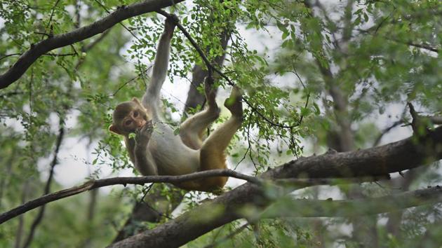 Monkey menace Asola Bhatti Sanctuary in New Delhi, India.(HT File Photo)