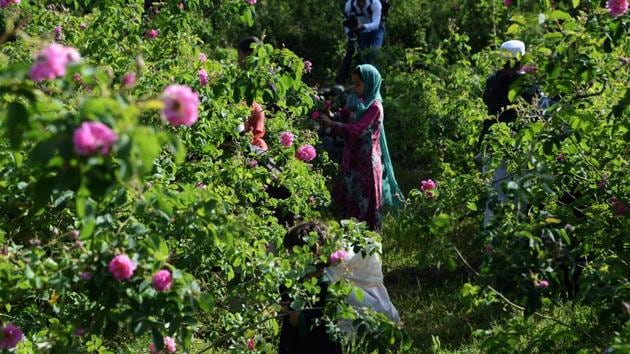 More than 800 farmers in the province bordering Pakistan are benefiting from the “Roses for Nangarhar” project, a joint Afghan-German initiative set up in 2007 to encourage poppy growers to switch to a legal, money-making flower. Sapai,50, a farmer said, “They provided us with the plants, the tools and even paid us for the first year when we had no harvest.” (Noorullah Shirzada / AFP) More than 800 farmers in the province bordering Pakistan are benefiting from the “Roses for Nangarhar” project, a joint Afghan-German initiative set up in 2007 to encourage poppy growers to switch to a legal, money-making flower. Sapai,50, a farmer said, “They provided us with the plants, the tools and even paid us for the first year when we had no harvest.” (Noorullah Shirzada / AFP)
