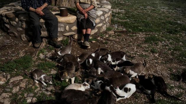 Sancho and her husband chat surrounded by their cats.The pair live on a pension of around 1,200 euros ($1,400) a month between them. They keep rabbits and hens for meat and eggs, and drive to a nearby town to buy other food which they cook on a butane stove or their open fire. (Susana Vera / REUTERS) Sancho and her husband chat surrounded by their cats.The pair live on a pension of around 1,200 euros ($1,400) a month between them. They keep rabbits and hens for meat and eggs, and drive to a nearby town to buy other food which they cook on a butane stove or their open fire. (Susana Vera / REUTERS)