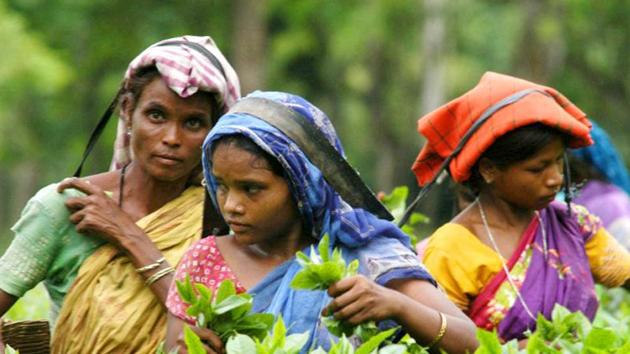 Tea plantation workers pick leaves in a tea garden in Jorhat, Assam. A trial of has shown that the provision of seeing glasses improved their productivity by 21.7 per cent. (AFP file photo) Tea plantation workers pick leaves in a tea garden in Jorhat, Assam. A trial of has shown that the provision of seeing glasses improved their productivity by 21.7 per cent. (AFP file photo)