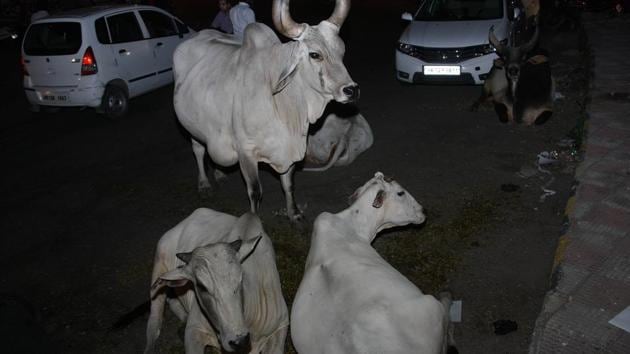 According to former chief minister Pratapsingh Rane, cows were being mistreated because farmers lack the means to dispose of unsustainable cattle.(Manoj Dhaka/HT Photo)