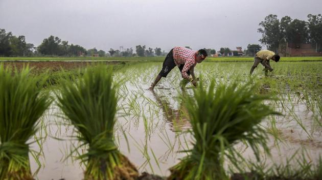 Farm incomes are said to be critically dependent on MSP-backed procurement programme.(PTI File Photo) Farm incomes are said to be critically dependent on MSP-backed procurement programme.(PTI File Photo)