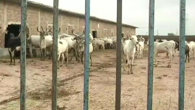 This cowshed is spread over 20 acres of land with about 1,400 cows sheltered and 20 labourers to look after them. (ANI/Twitter) This cowshed is spread over 20 acres of land with about 1,400 cows sheltered and 20 labourers to look after them. (ANI/Twitter)