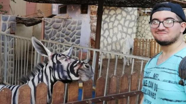Mahmoud Sarhan spotted the two strange-looking zebras with long pointy ears at the International Garden municipal park. (Mahmoud Sarhan/ Facebook) Mahmoud Sarhan spotted the two strange-looking zebras with long pointy ears at the International Garden municipal park. (Mahmoud Sarhan/ Facebook)