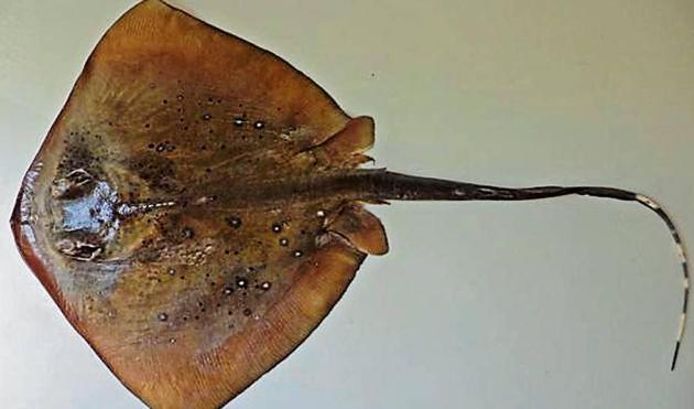 A specimen of the new species discovered by Indian scientists. A specimen of the new species discovered by Indian scientists.
