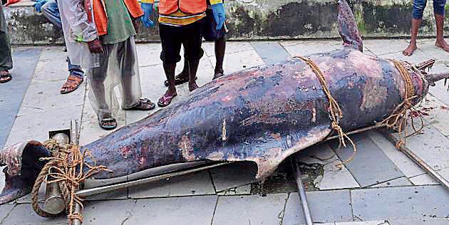 Forest officials said the dolphin carcass washed ashore Girgaum Chowpatty, around 2pm, on Friday(Anshuman Poyrekar/HT Photo)