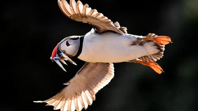 An Atlantic Puffin flies with sand eels in its beak in the late evening light on the island of Skomer, Wales, Britain on July 25, 2018. (Rebecca Naden / REUTERS) An Atlantic Puffin flies with sand eels in its beak in the late evening light on the island of Skomer, Wales, Britain on July 25, 2018. (Rebecca Naden / REUTERS)