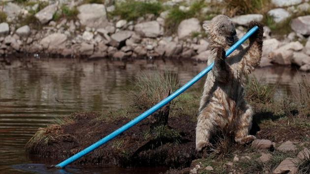 Hamish the first polar bear cub to be born in the UK for 25 years cools down in the pond in his enclosure at The Highland Wildlife Park near Kingussie, Scotland, Britain on July 26, 2018. (Russell Cheyne / REUTERS) Hamish the first polar bear cub to be born in the UK for 25 years cools down in the pond in his enclosure at The Highland Wildlife Park near Kingussie, Scotland, Britain on July 26, 2018. (Russell Cheyne / REUTERS)