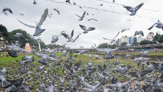 Flock of pigeons on the bank of Mutha river in Pune, Maharashtra on July 26, 2018. (Sanket Wankhade / HT Photo) Flock of pigeons on the bank of Mutha river in Pune, Maharashtra on July 26, 2018. (Sanket Wankhade / HT Photo)