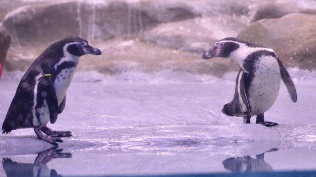 Veer mata Jijabai Udyan celebrates 3rd birthday of "Mr Molt" one of the Humboldt penguin at Byculla in Mumbai, Maharashtra on July 21, 2018. (Anshuman Poyrekar / HT Photo) Veer mata Jijabai Udyan celebrates 3rd birthday of "Mr Molt" one of the Humboldt penguin at Byculla in Mumbai, Maharashtra on July 21, 2018. (Anshuman Poyrekar / HT Photo)