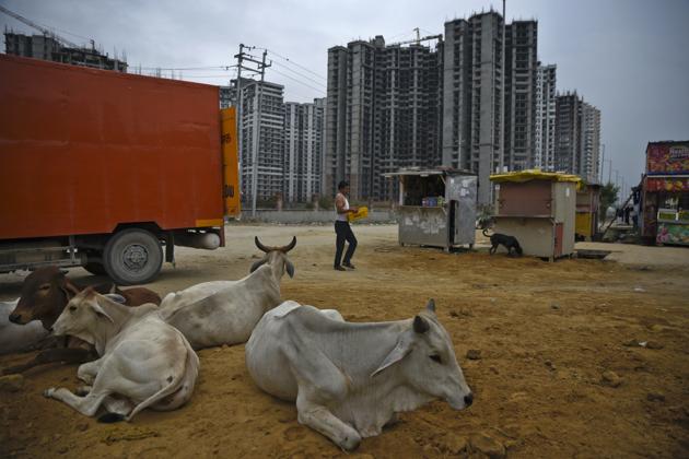 The police said two stolen cows were recovered from the van. While the driver of the vehicle escaped from the scene, a mob of nearly 20 people attacked the four men with sticks and clubs.(Representative photo) The police said two stolen cows were recovered from the van. While the driver of the vehicle escaped from the scene, a mob of nearly 20 people attacked the four men with sticks and clubs.(Representative photo)