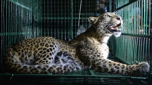 As per forest department figures, in past four years 22 people have lost their lives due to leopard killing in the region. (AFP/ Representative image) As per forest department figures, in past four years 22 people have lost their lives due to leopard killing in the region. (AFP/ Representative image)
