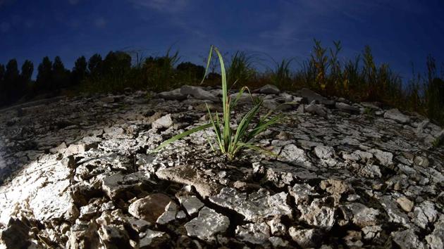 A plant is pictured at the dried out riverbank of Elbe in Magdeburg, eastern Germany on July 26, 2018. Dozens of wildfires have hit countries across northern Europe and Greece as a heatwave continues to hold across much of the continent. (Tobias Schwarz / AFP) A plant is pictured at the dried out riverbank of Elbe in Magdeburg, eastern Germany on July 26, 2018. Dozens of wildfires have hit countries across northern Europe and Greece as a heatwave continues to hold across much of the continent. (Tobias Schwarz / AFP)