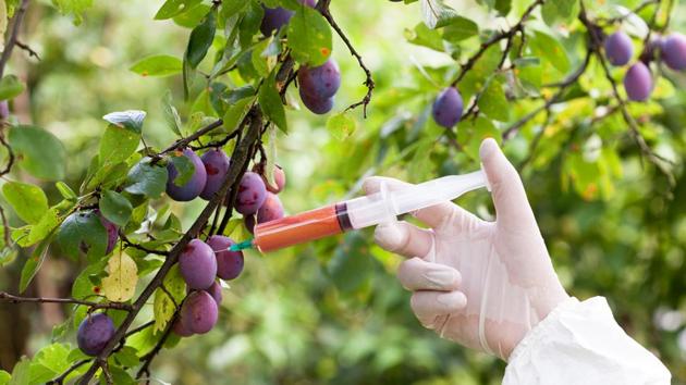 GM foods cannot be manufactured, imported or sold in India, according to the Food Safety and Standards Authority of India (FSSAI) that is charged with ensuring food safety. (Shutterstock) GM foods cannot be manufactured, imported or sold in India, according to the Food Safety and Standards Authority of India (FSSAI) that is charged with ensuring food safety. (Shutterstock)