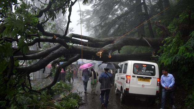 Trees were uprooted during heavy rainfall inShimla on Saturday. (HT Photo) Trees were uprooted during heavy rainfall inShimla on Saturday. (HT Photo)
