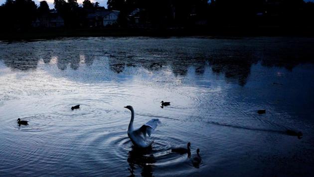 A swan reacts in a pond close to the medieval Trinity Lavra of Saint Sergius in the city Serguiev Posad, near Moscow on July 22, 2018. Lavra is the highest rank of Orthodox monastery, and there are only four in all Russia. (Kirill Kudryavtsev / AFP) A swan reacts in a pond close to the medieval Trinity Lavra of Saint Sergius in the city Serguiev Posad, near Moscow on July 22, 2018. Lavra is the highest rank of Orthodox monastery, and there are only four in all Russia. (Kirill Kudryavtsev / AFP)