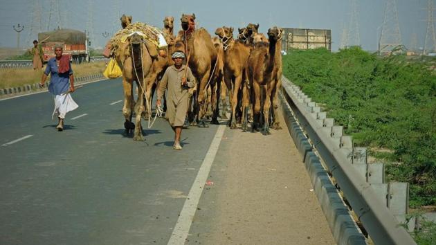 On a state highway near Bhuj. Across semi-arid regions in Gujarat, Rajasthan and Haryana, nomadic herders are struggling. They traditionally sold their camels at fairs, but there are few takers in a tractor and truck world. Growing villages, mining and government restrictions have shrunk grazing lands as well.(Getty Images / iStock)