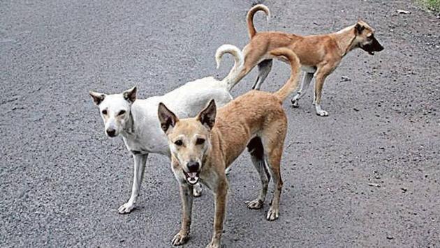 The last survey conducted by the SDMC found the dog population in the area was 1,89,285, but only 64,837 dogs were sterilised. (HT File Photo) The last survey conducted by the SDMC found the dog population in the area was 1,89,285, but only 64,837 dogs were sterilised. (HT File Photo)