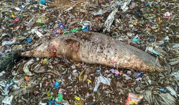 Local residents said the carcass was found covered with discarded plastic.(Photo: State forest department)