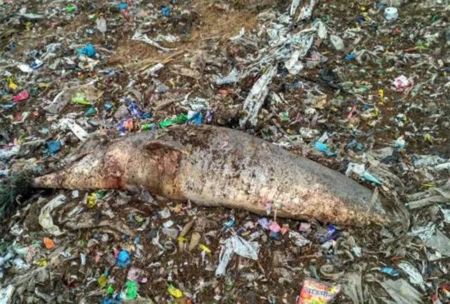 Local residents said the carcass was found covered with discarded plastic.(STATE FOREST DEPARTMENT)