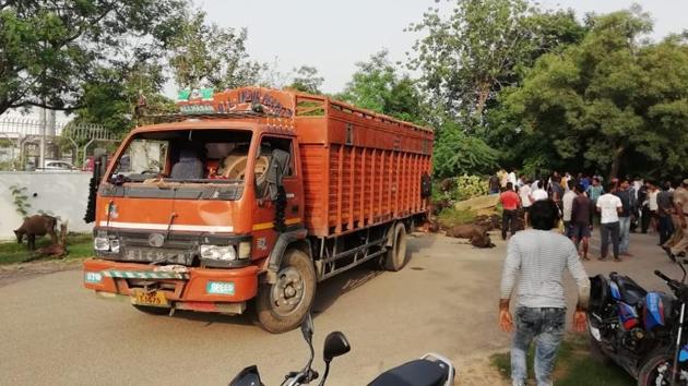 The canter truck that was stopped by a mob of ‘vigilantes’ in Greater Noida’s Kasna area on July 29, 2018. The mob roughed up the driver of the truck which was carrying 100 buffalo calves. (HT Photo) The canter truck that was stopped by a mob of ‘vigilantes’ in Greater Noida’s Kasna area on July 29, 2018. The mob roughed up the driver of the truck which was carrying 100 buffalo calves. (HT Photo)