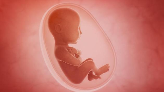 A 3D illustration of a foetus. (Shutterstock/Representative image) A 3D illustration of a foetus. (Shutterstock/Representative image)