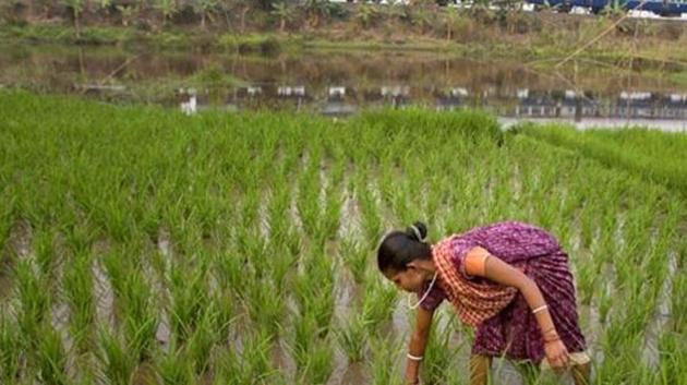 Insurance companies that fail to clear claims of farmers for crop loss within two months will have to repay with 12 per cent interest. (AP file photo) Insurance companies that fail to clear claims of farmers for crop loss within two months will have to repay with 12 per cent interest. (AP file photo)