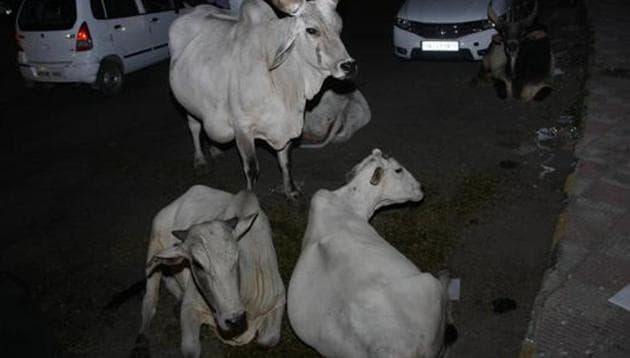 Police seized their truck and rescued 21 cattle heads, including a cow. (HT File Photo) Police seized their truck and rescued 21 cattle heads, including a cow. (HT File Photo)