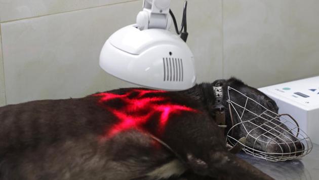 A greyhound receives medical treatment. Tucked next to an old Portuguese fort, the Canidrome was for years the only track on the continent to allow betting on greyhound races. On Tuesdays, Thursdays and Saturdays, a total of 72 dogs would raced in 12 heats, sprinting after a mechanical rabbit-shaped lure. (Kin Cheung / AP) A greyhound receives medical treatment. Tucked next to an old Portuguese fort, the Canidrome was for years the only track on the continent to allow betting on greyhound races. On Tuesdays, Thursdays and Saturdays, a total of 72 dogs would raced in 12 heats, sprinting after a mechanical rabbit-shaped lure. (Kin Cheung / AP)