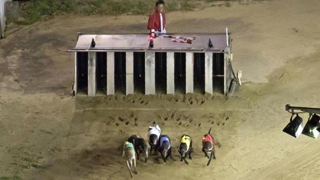 The Macau government ordered the Canidrome to move out of the downtown area two years ago amid a push for urban redevelopment. But the firm operating the track, Yat Yuen, failed to rehome the animals in time for the shutdown. Macau’s angry government stepped in to guarantee the dogs’ safety, slamming Yat Yuen as irresponsible and threatening heavy fines. (Kin Cheung / AP) The Macau government ordered the Canidrome to move out of the downtown area two years ago amid a push for urban redevelopment. But the firm operating the track, Yat Yuen, failed to rehome the animals in time for the shutdown. Macau’s angry government stepped in to guarantee the dogs’ safety, slamming Yat Yuen as irresponsible and threatening heavy fines. (Kin Cheung / AP)