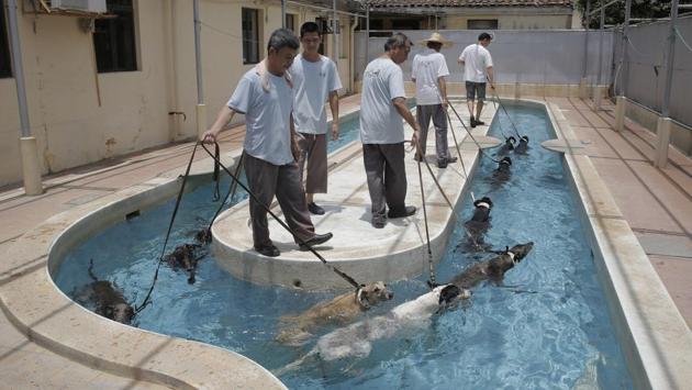 Greyhounds swim for exercise. To keep in top racing form, the dogs receive brief exercise with walks and swims and make visits to the in-house veterinarian. (Kin Cheung / AP) Greyhounds swim for exercise. To keep in top racing form, the dogs receive brief exercise with walks and swims and make visits to the in-house veterinarian. (Kin Cheung / AP)