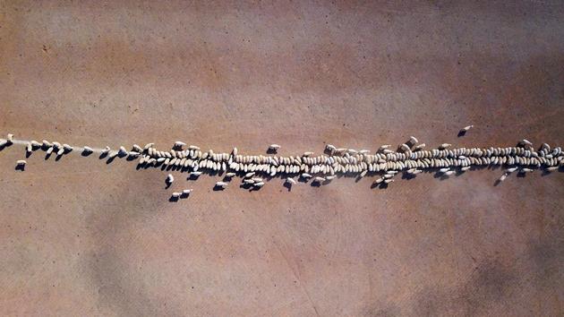 Sheep eat grain dropped in a paddock on a property located on the outskirts of Tamworth. The worst drought in living memory is sweeping parts of eastern Australia, leaving farmers struggling to cope and many of them asking questions about the future. (David Gray / REUTERS) Sheep eat grain dropped in a paddock on a property located on the outskirts of Tamworth. The worst drought in living memory is sweeping parts of eastern Australia, leaving farmers struggling to cope and many of them asking questions about the future. (David Gray / REUTERS)