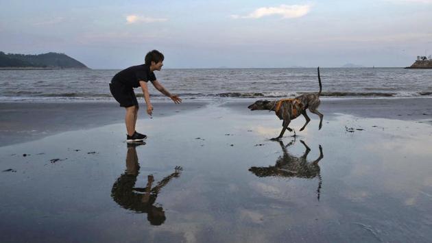 Edith Lam plays with her five-year-old adopted greyhound Garlic from Macau (Yat Yuen) Canidrome. “He walks slow and he loves to take me to the seaside for walks every night,” Lam said. “I suffered from depression before. I’m not sure whether he saved my life or I saved his,” he added. Garlic is among 533 greyhounds abandoned by the club due to its closure. (Kin Cheung / AP) Edith Lam plays with her five-year-old adopted greyhound Garlic from Macau (Yat Yuen) Canidrome. “He walks slow and he loves to take me to the seaside for walks every night,” Lam said. “I suffered from depression before. I’m not sure whether he saved my life or I saved his,” he added. Garlic is among 533 greyhounds abandoned by the club due to its closure. (Kin Cheung / AP)