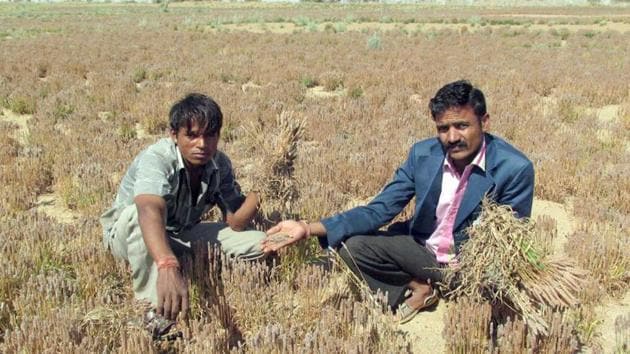 Farmers show crops destroyed by rain and hailstorm in Rajasthan.(HT File Photo)