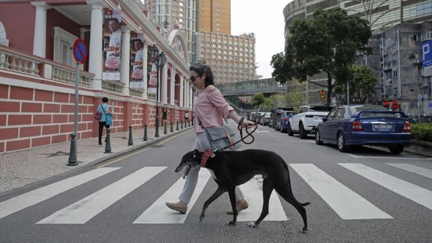 Maria Joao walks with her adopted greyhound from Macau (Yat Yuen) Canidrome in front of Lisboa Casino. “We hope we can assist in rehoming all the greyhounds -- we hope they will have a safe family forever,” said an Anima board member. (Kin Cheung / AP) Maria Joao walks with her adopted greyhound from Macau (Yat Yuen) Canidrome in front of Lisboa Casino. “We hope we can assist in rehoming all the greyhounds -- we hope they will have a safe family forever,” said an Anima board member. (Kin Cheung / AP)