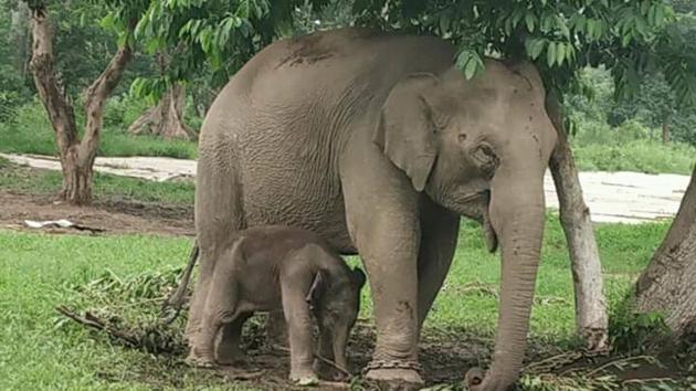 Kanchambha with the calf at Kalagarh elephant camp. (HT Photo) Kanchambha with the calf at Kalagarh elephant camp. (HT Photo)