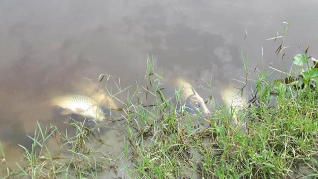Villagers also claim to have seen some people take away the fish for consumption. (HT Photo) Villagers also claim to have seen some people take away the fish for consumption. (HT Photo)