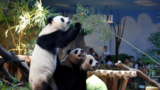The world’s only giant panda triplets Meng Meng, Shuai Shuai and Ku Ku celebrate their fourth birthday at Chimelong Safari Park in Guangzhou, China. (Bobby Yip / REUTERS) The world’s only giant panda triplets Meng Meng, Shuai Shuai and Ku Ku celebrate their fourth birthday at Chimelong Safari Park in Guangzhou, China. (Bobby Yip / REUTERS)
