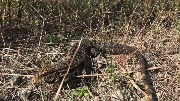 A black and white Tegu lizard is shown in the Florida Everglades in this photo obtained August 2, 2018.(REUTERS)