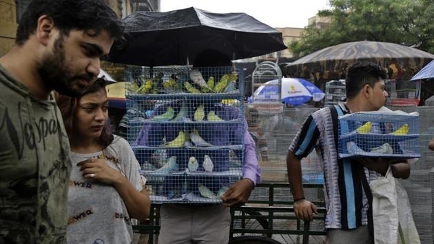 A couple looks on as caged bird vendors stand in rain awaiting customers at the bi-weekly pet market in Kolkata, West Bengal on July 29, 2018. (Bikas Das / AP) A couple looks on as caged bird vendors stand in rain awaiting customers at the bi-weekly pet market in Kolkata, West Bengal on July 29, 2018. (Bikas Das / AP)
