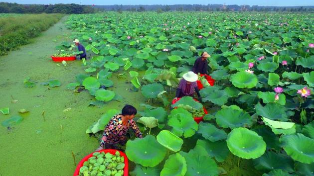 People harvest seed pods of lotus flowers from a pond in Tancheng in China’s eastern Shandong province. (AFP) People harvest seed pods of lotus flowers from a pond in Tancheng in China’s eastern Shandong province. (AFP)