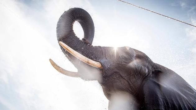Elephants of the Arene circus are being hosed down by local firefighters due to high temperatures in Gilleleje, Denmark. (Mads Claus Rasmussen / Ritzau Scanpix / AFP) Elephants of the Arene circus are being hosed down by local firefighters due to high temperatures in Gilleleje, Denmark. (Mads Claus Rasmussen / Ritzau Scanpix / AFP)