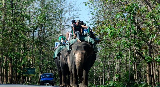 Tourists enjoy elephant safari at Corbett Tiger Reserve in Ramnagar.(Vinay Santosh Kumar/HT Photo)
